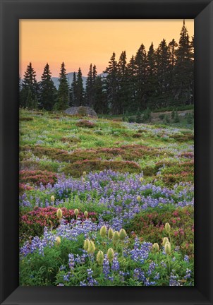 Framed Paradise Wildflower Meadows III Print