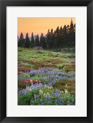 Framed Paradise Wildflower Meadows III Print