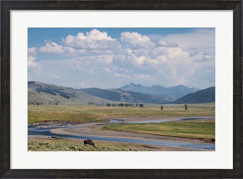 Framed Lamar Valley Bison Print