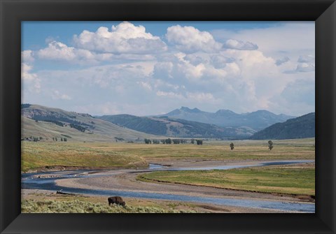 Framed Lamar Valley Bison Print