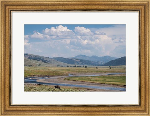 Framed Lamar Valley Bison Print