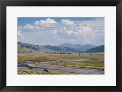 Framed Lamar Valley Bison Print