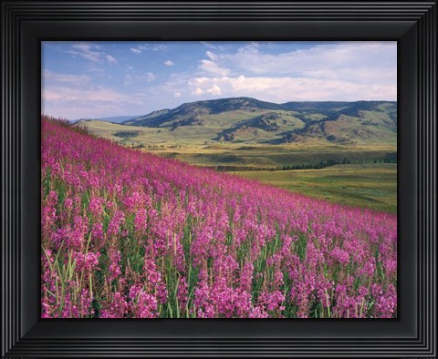 Framed Lamar Valley Print