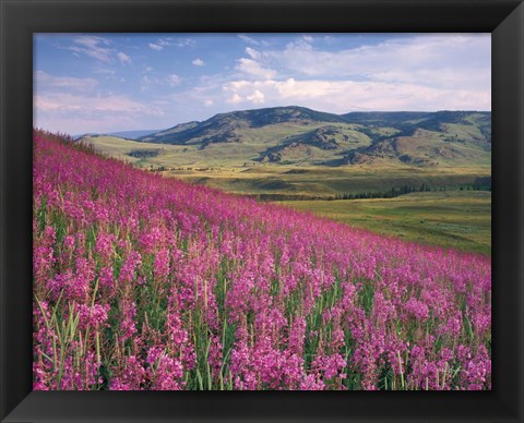 Framed Lamar Valley Print