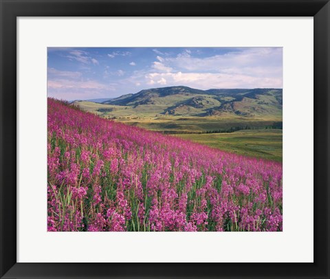 Framed Lamar Valley Print