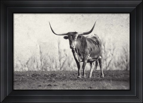 Framed Texas Longhorn Print