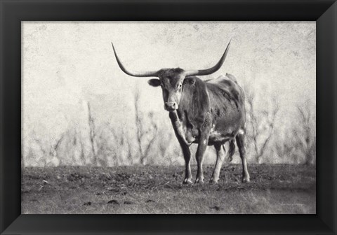 Framed Texas Longhorn Print