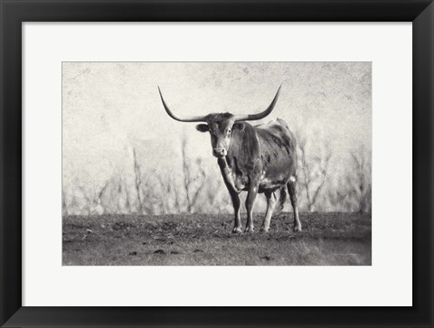 Framed Texas Longhorn Print