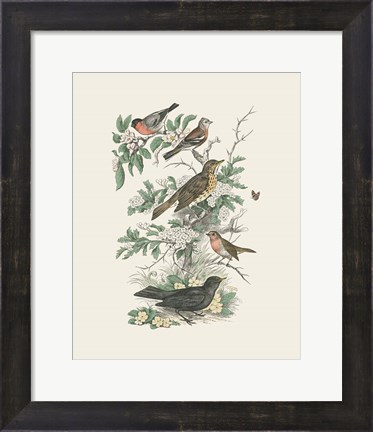 Framed Honeybloom Bird I Print