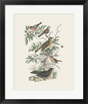 Framed Honeybloom Bird I Print