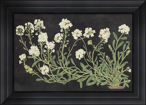 Framed Vintage Flowers on Black Print