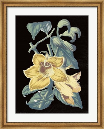 Framed Antique Botanical XVIII Cool on Black Print
