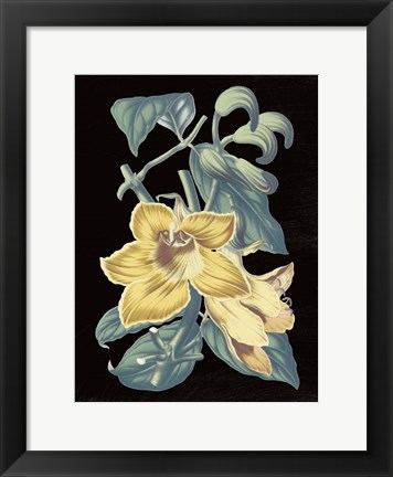 Framed Antique Botanical XVIII Cool on Black Print