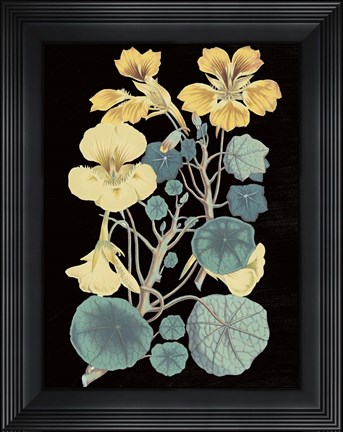Framed Antique Botanical XVII Cool on Black Print