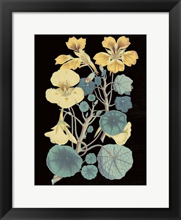 Framed Antique Botanical XVII Cool on Black Print