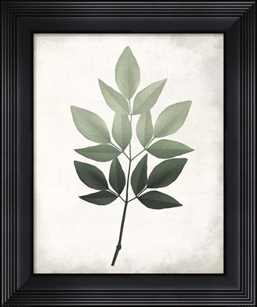 Framed Vintage Botanical Greens 1 Print