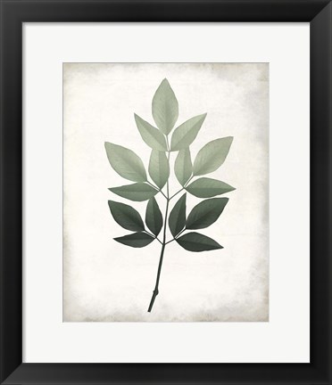 Framed Vintage Botanical Greens 1 Print