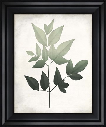 Framed Vintage Botanical Greens 2 Print