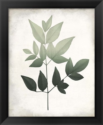 Framed Vintage Botanical Greens 2 Print