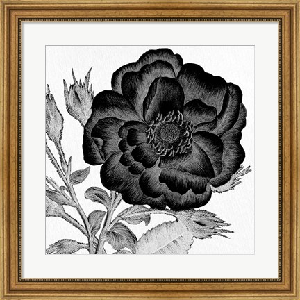 Framed Black and White Bloom 1 Print