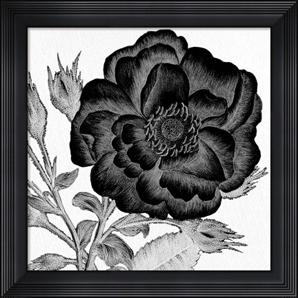 Framed Black and White Bloom 1 Print