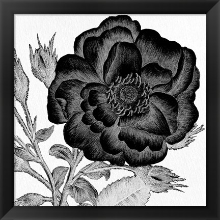 Framed Black and White Bloom 1 Print