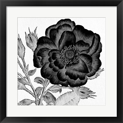 Framed Black and White Bloom 1 Print