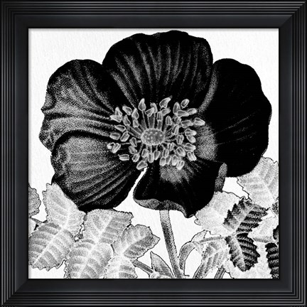 Framed Black and White Bloom 2 Print