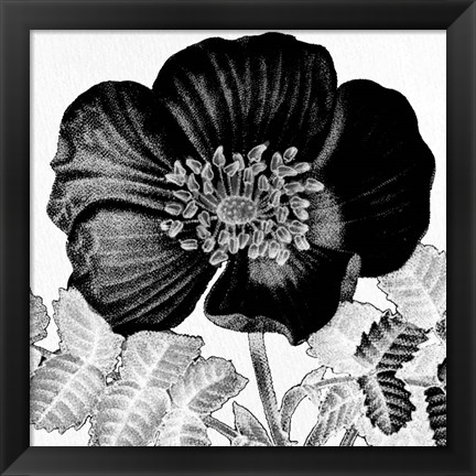 Framed Black and White Bloom 2 Print