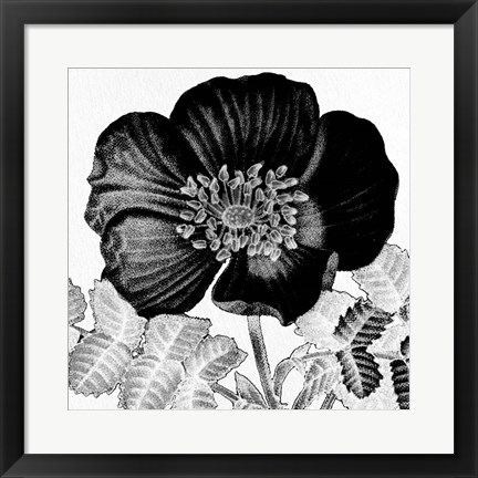 Framed Black and White Bloom 2 Print