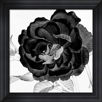 Framed Black and White Bloom 3 Print