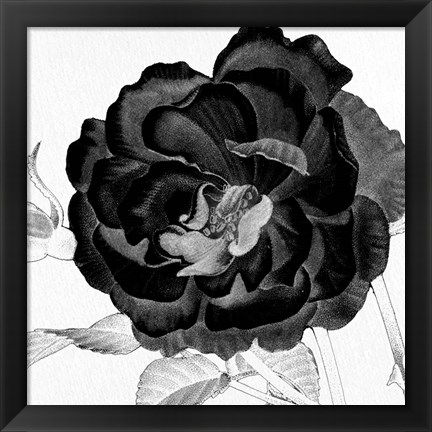 Framed Black and White Bloom 3 Print