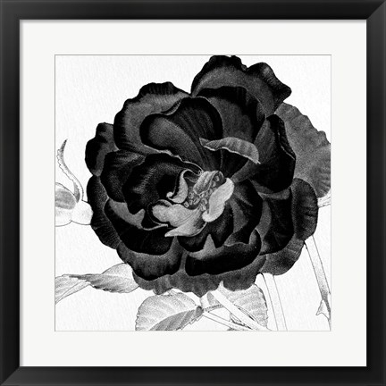 Framed Black and White Bloom 3 Print