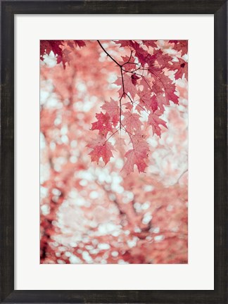 Framed Pink and Coral Maple Leaves Print