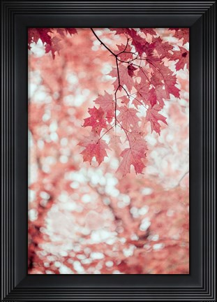 Framed Pink and Coral Maple Leaves Print
