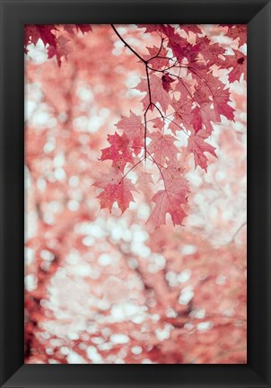 Framed Pink and Coral Maple Leaves Print