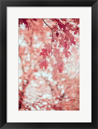 Framed Pink and Coral Maple Leaves Print