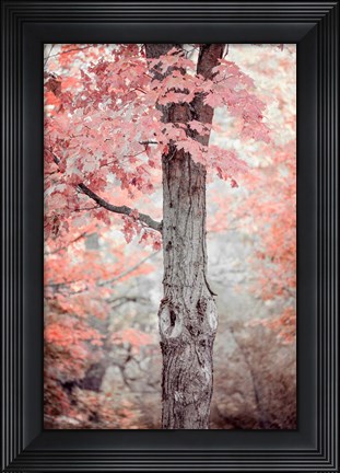 Framed Pink and Coral Maple Tree Print