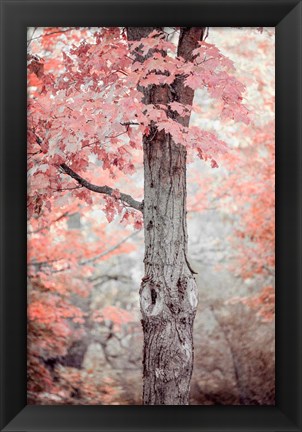 Framed Pink and Coral Maple Tree Print