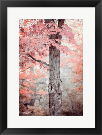 Framed Pink and Coral Maple Tree Print