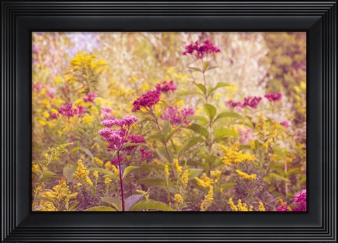 Framed Plum and Mustard Wildflowers Print