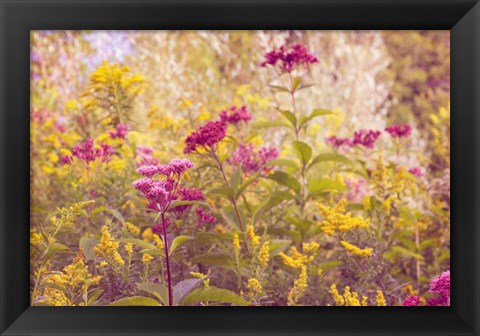 Framed Plum and Mustard Wildflowers Print