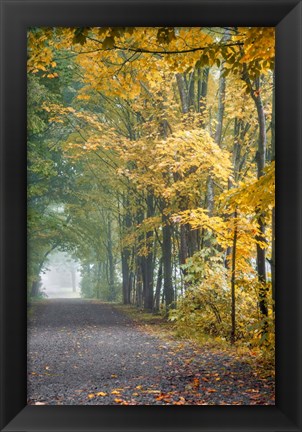 Framed Tunnel Through Misty Forest Print