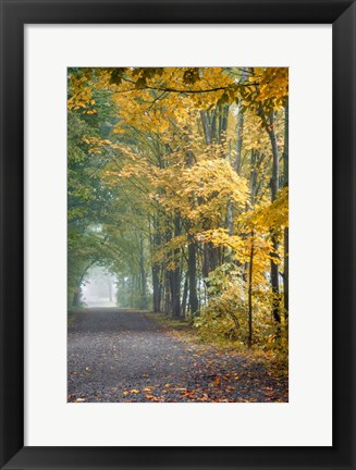 Framed Tunnel Through Misty Forest Print