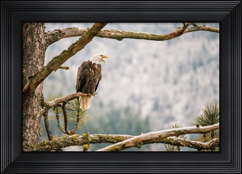 Framed Trail Print