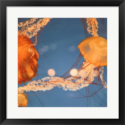 Framed Jelly Fish 1 Print