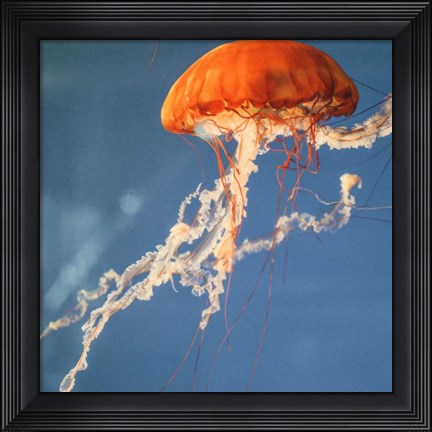 Framed Jelly Fish 2 Print