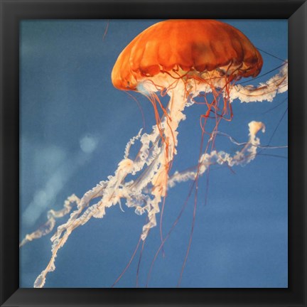 Framed Jelly Fish 2 Print