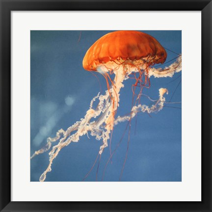 Framed Jelly Fish 2 Print