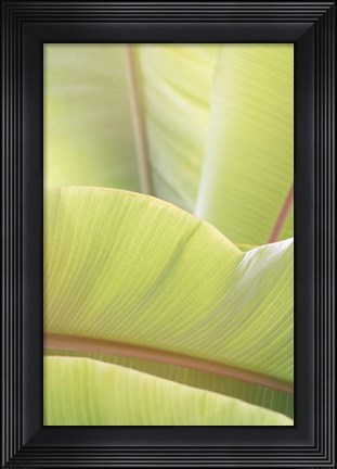 Framed Palm Leaves No. 1 Print
